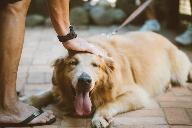 Pets And Older People: Why They’re A Match Made In Heaven